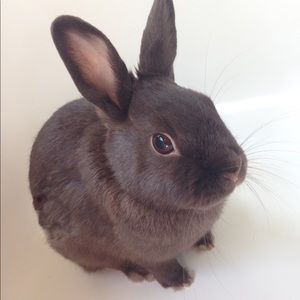 Meet your Posher, Caroline